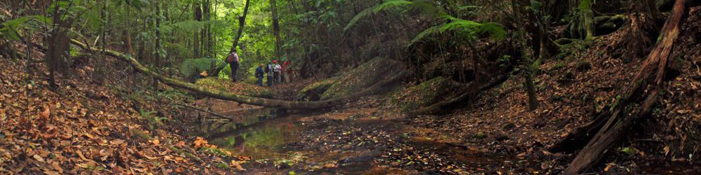 NSW national park bushwalk