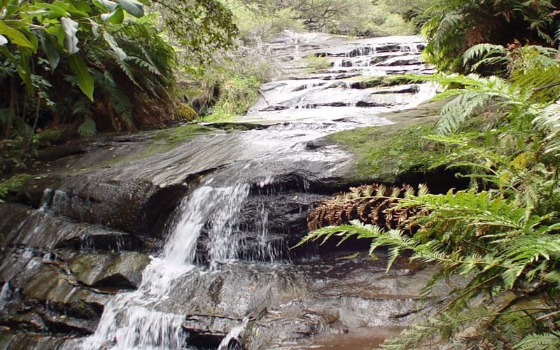 Bush walks New South Wales