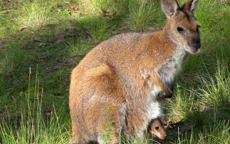 Hunting in National Parks and natural areas is hazardous to bushwalkers